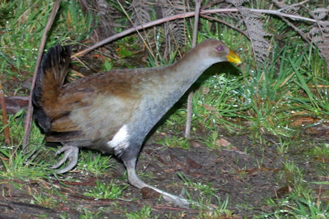 Tasmanian Native-hen (Tribonyx mortierii)